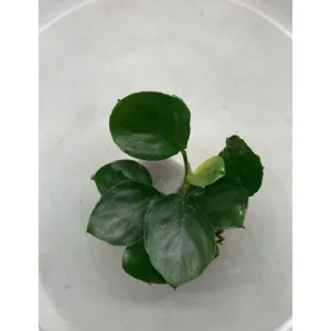 Anubias Barteri Round Leaf - AP054