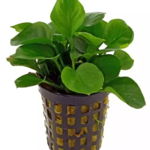 Anubias Barteri var. Nana Barteri - AP051