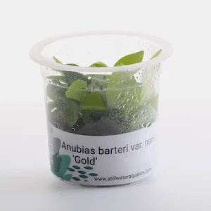 Anubias Barteri var. Nana 'Gold' - MK052