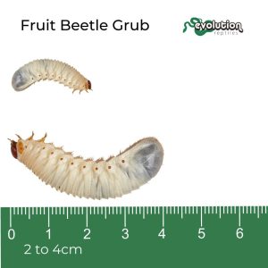 Fruit Beetle Grubs 20-40mm