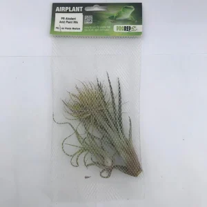 Airplant Arid Plant Mix - 3 Assorted Plants
