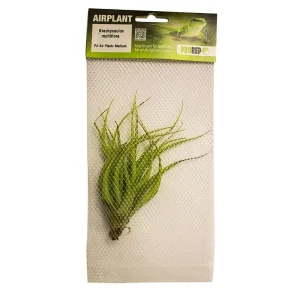 Airplant - Tillandsia brachycaulos var. multiflora