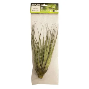 Airplant - Tillandsia fasciculata