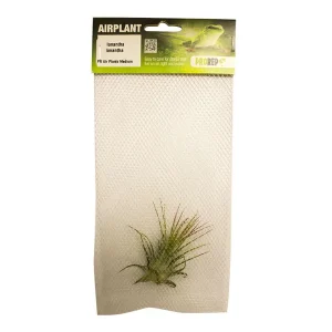 Airplant - Tillandsia ionantha var. ionantha