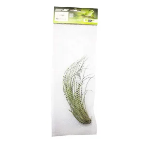 Airplant - Tillandsia juncea