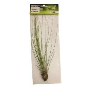 Airplant - Tillandsia juncifolia