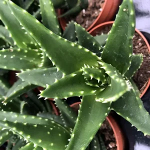 Aloe squarrosa