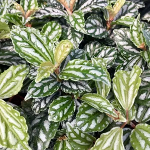 Aluminium Plant (Pilea cadierei)