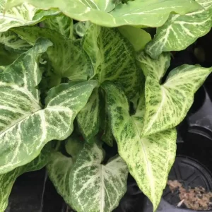 Arrowhead Vine 'Arrow' (Syngonium 'Arrow')