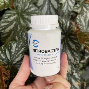Nitrobacter ~ Nitrifying Bacteria Powder