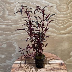 Alternanthra Ultra-Violet 5cm Pot