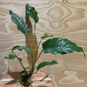 Anubias Emerald Heart 5cm Pot