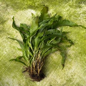 'Indo' Microsorum pteropus (Indo Java Fern) Extra-large Bareroot