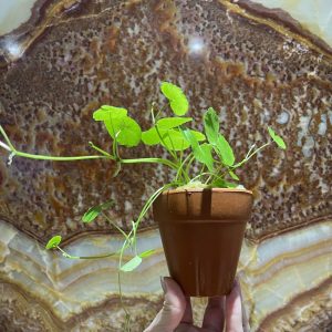 Giant Cardamine Aquaponic Pot - Tank Topper