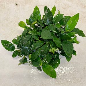 Anubias Paco Mother Plant - Extra-special, Advanced Plant