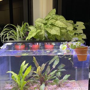 Chlorophytum Aquaponic Pot - Tank Topper