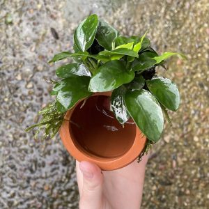 Small Terracotta Urn ~ Anubias Nana & Fontinalis