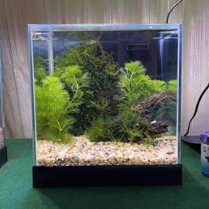 Pisces Aquatics Glass Betta Tank