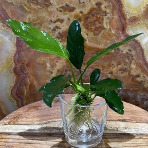 Anubias 'Angela' Bare-root Large