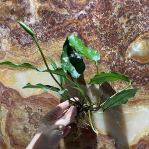 Anubias 'Isabelle' Bare-root Large