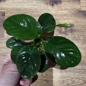 Anubias 'Jenny' Bare-root Large