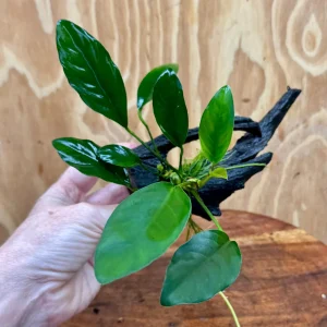 Anubias 'Lucy' on Mini Driftwood Creation