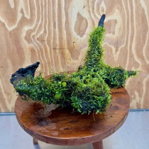 Amazing Fontinalis Log - Large (Java Moss) - One Only