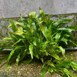 'Indo' Microsorum pteropus (Indo Java Fern) Mother Plant Clump