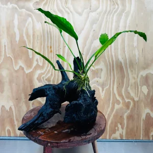 Anubias 'Barteri' on Large Driftwood Creation - One Only - Strong