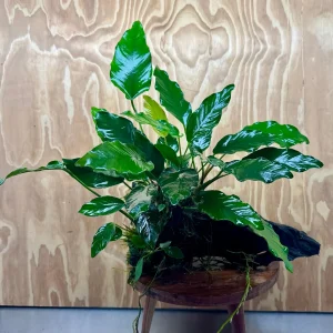 Anubias 'Isabelle' on Extra-Large Driftwood Creation - ONE ONLY - Elegant