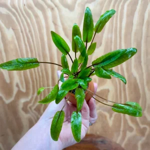 Cryptocoryne Petchii Terracotta Vase