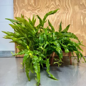 'Indo' Microsorum pteropus (Indo Java Fern) Mother Plant Bareroot - One Only