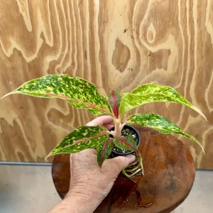 Firework Aglaonema Plug