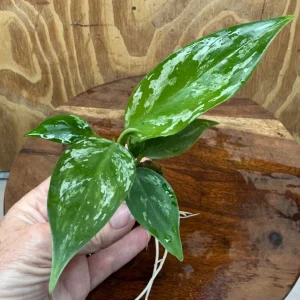 Jade Aglaonema Plug