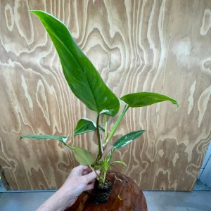 White Princess Philodendron 5cm Pot