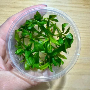 Echinodorus Bolivianus (Rusby) Holm Tissue Culture