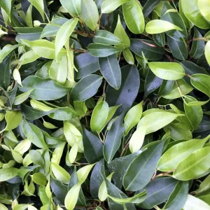 Weeping Fig (Ficus benjamina)